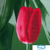 Простыня Этель «Тюльпаны», 150х220 см 4929533